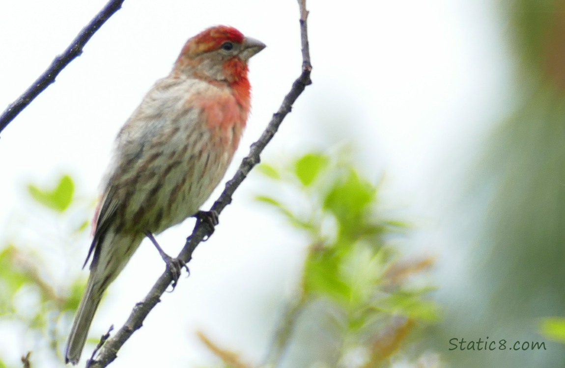 House Finch on a twig
