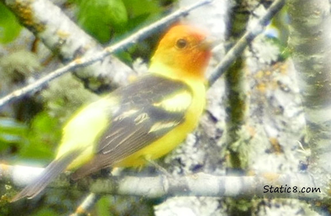 Western Tanager on a branch