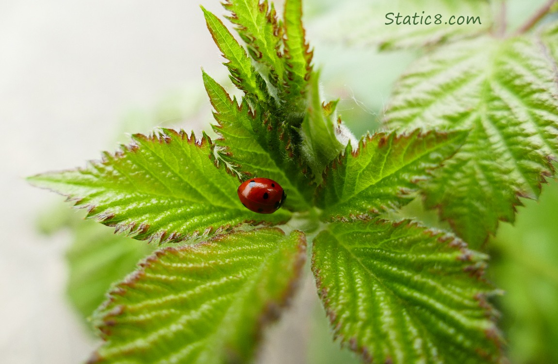 Seven Spot Ladybug on a leaf