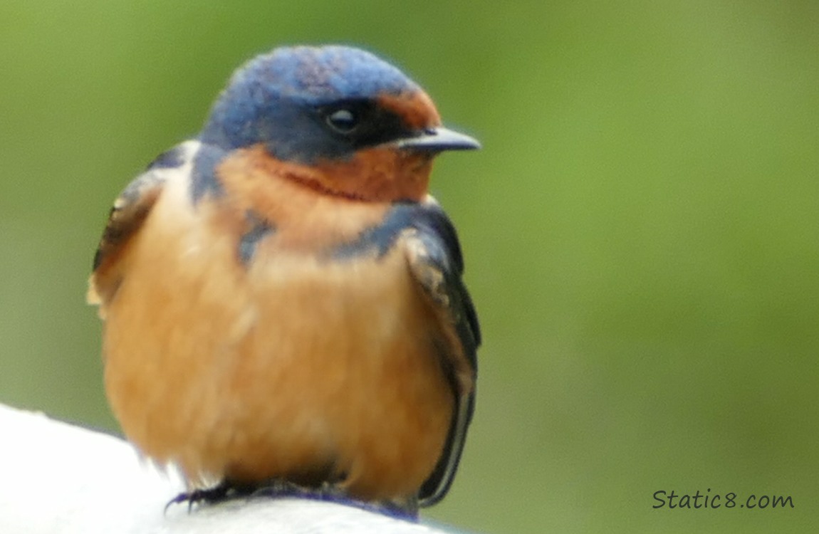 Barn Swallow standing on a railing