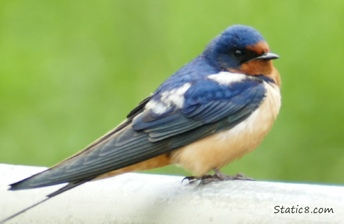 Barn Swallow standing on railing, with some white feathers on wings and back