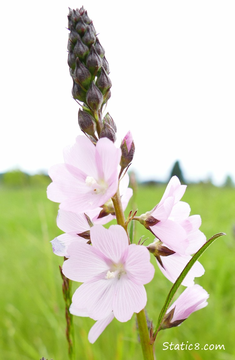 Checker Mallow blooms