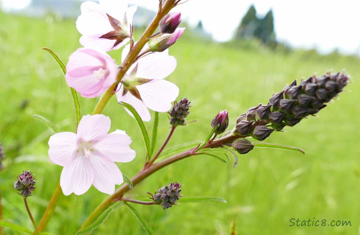 Checker Mallow blooms