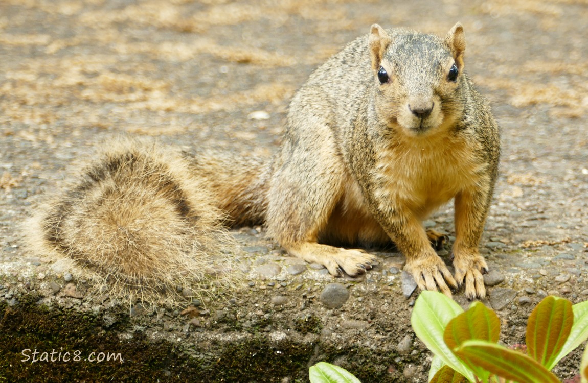 Eastern Fox Squirrel standing on a step