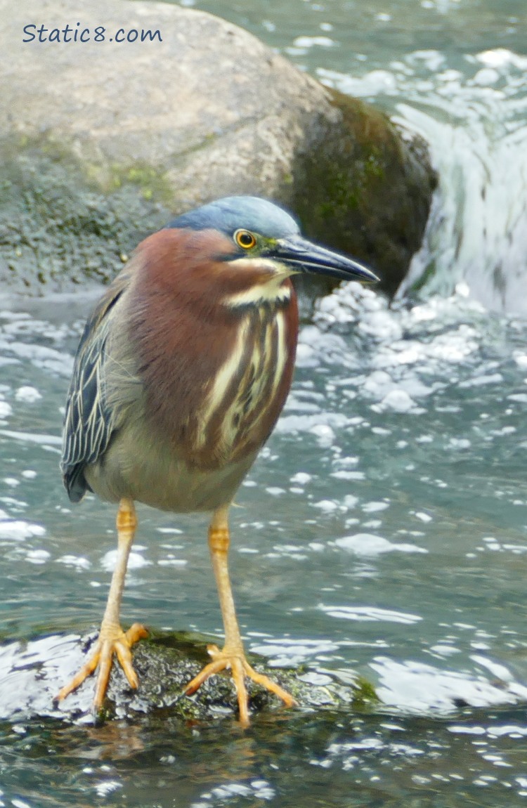 Green Heron standing on a rock with water rushing around