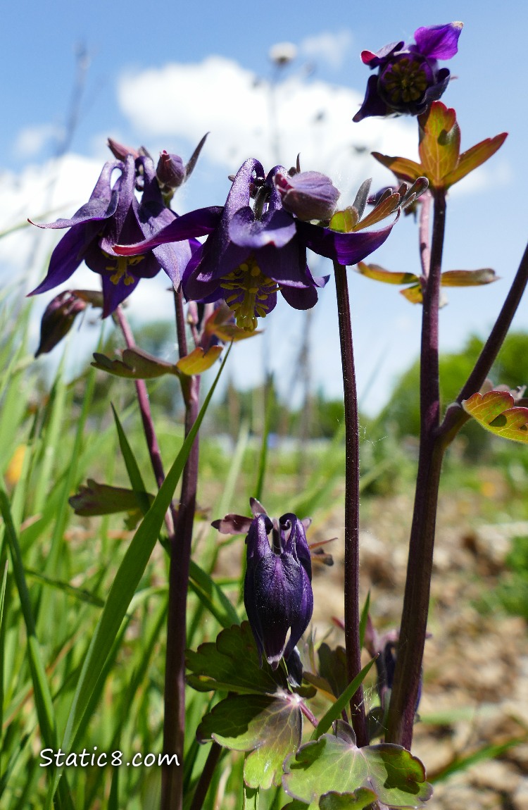 Columbine blooms and a blue sky