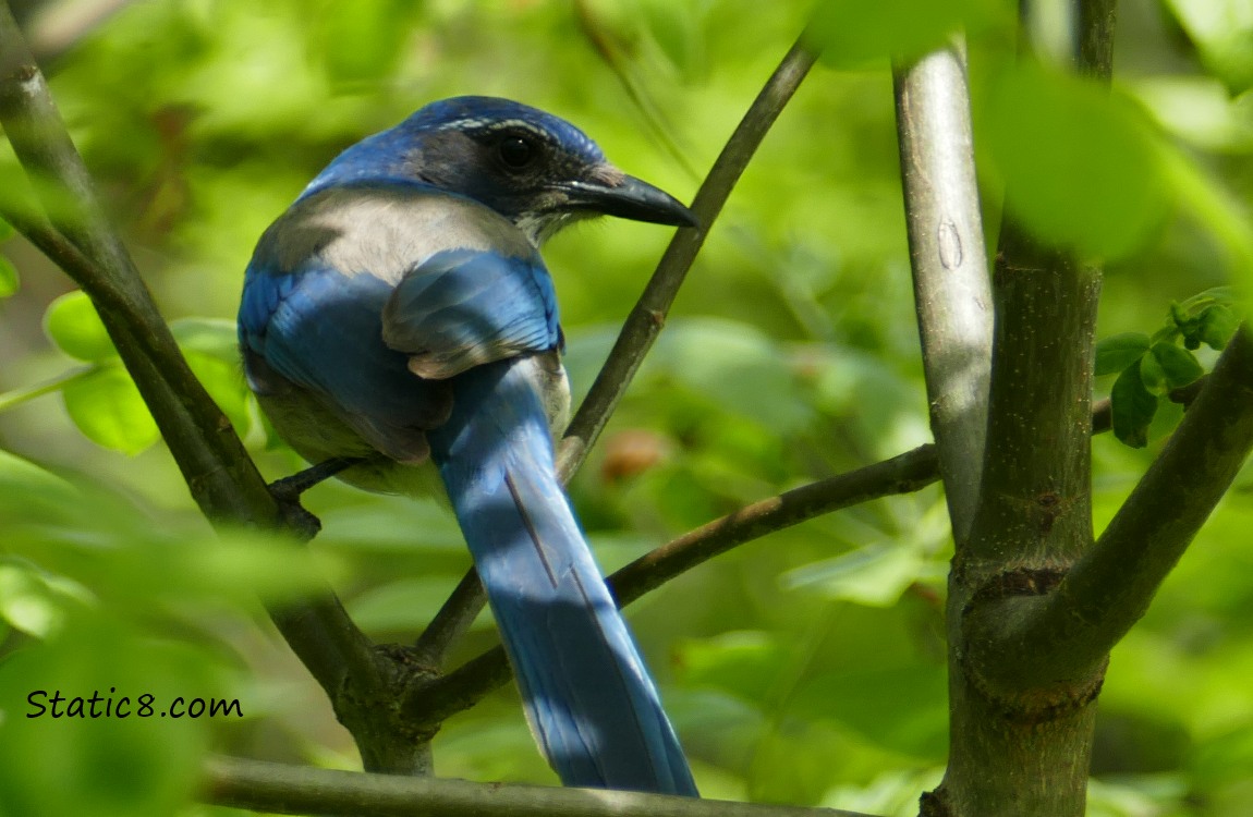 Scrub Jay in a tree