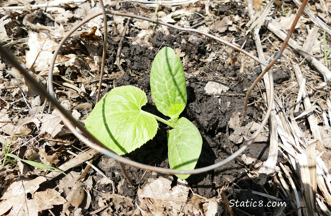 Planted Spaghetti Squash