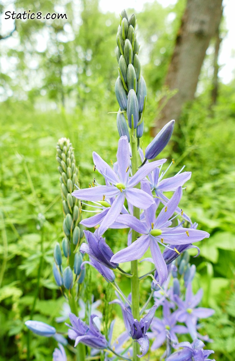 Camas Lilies blooming in the forest