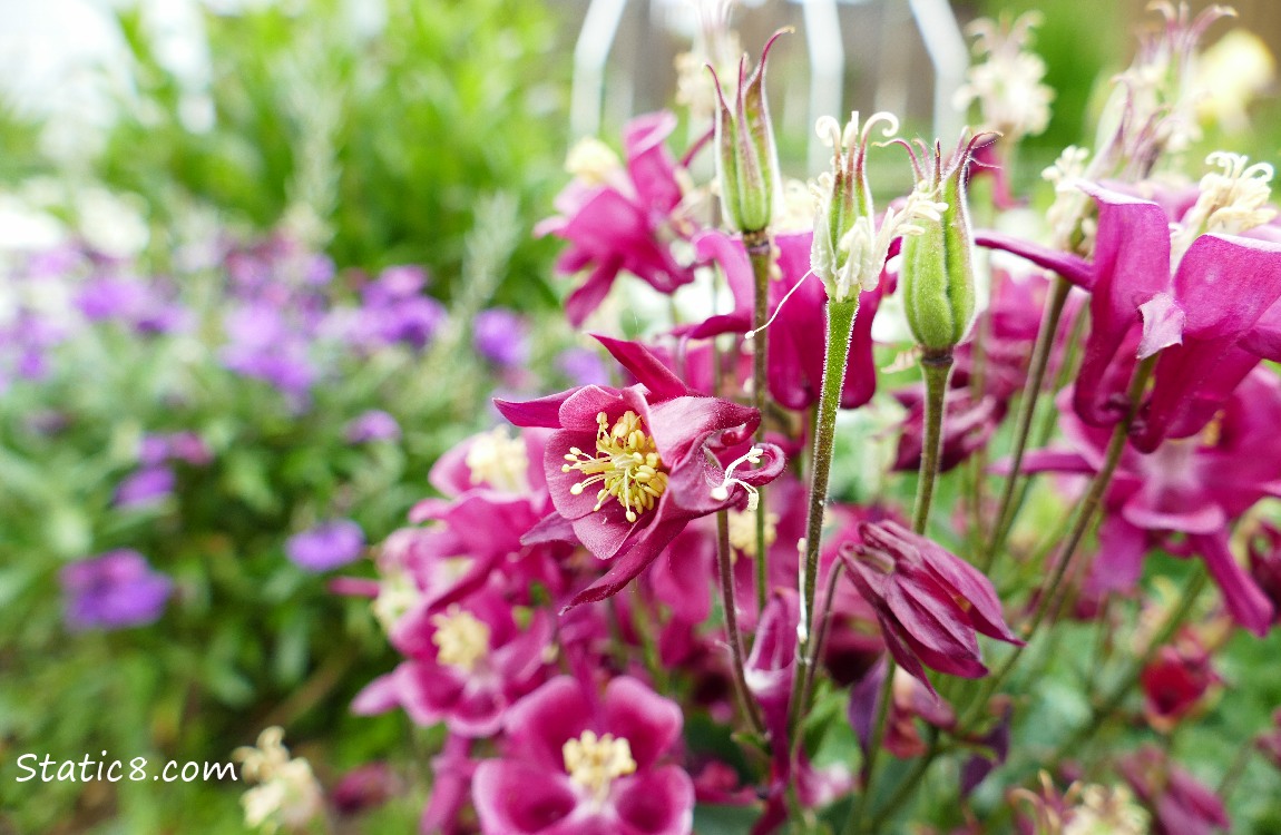 Pink Columbine blooms