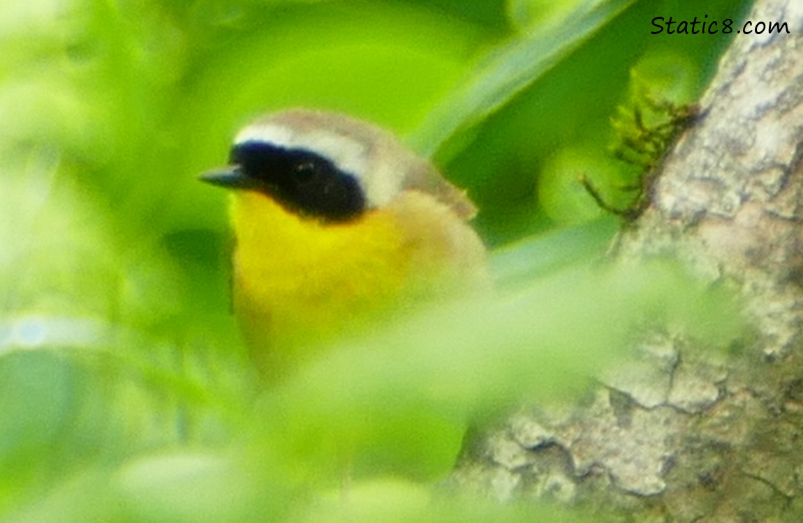 Common Yellowthroat in a tree