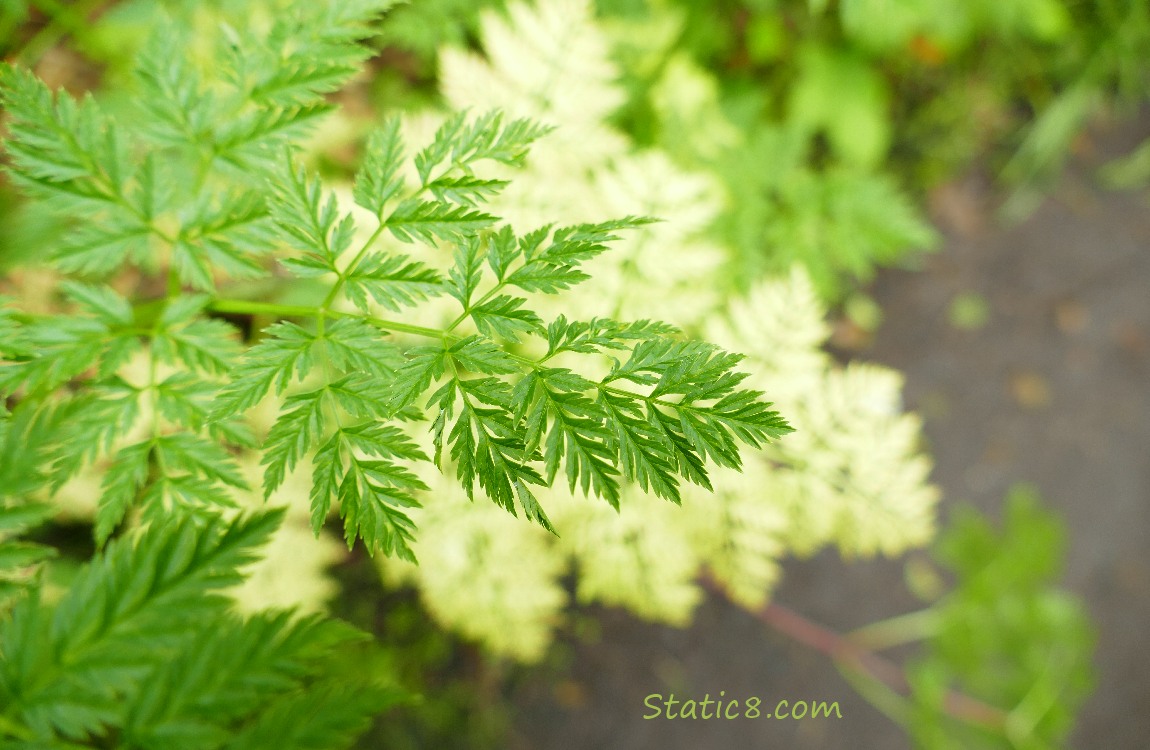 Leaves of Poison Hemlock