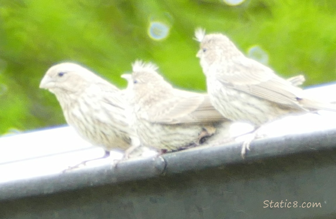 House Finches on a roof