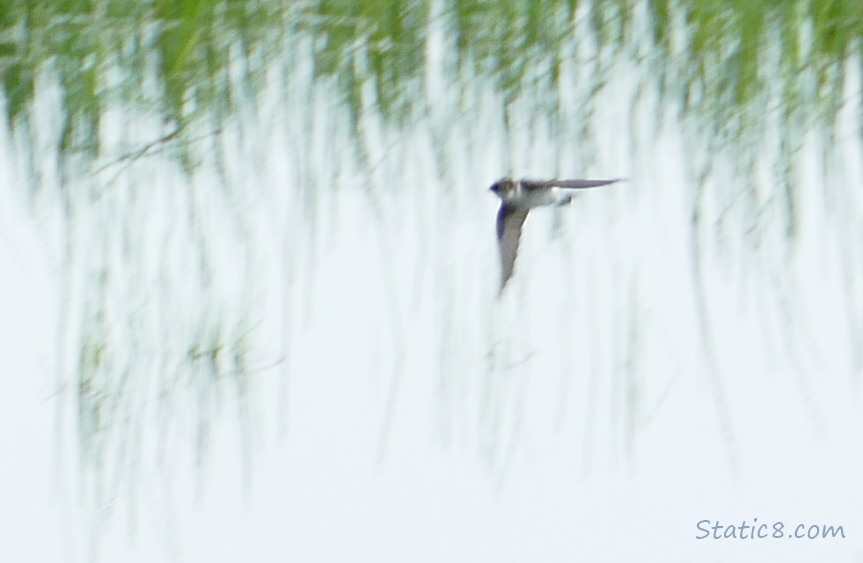 Swallow flying over the pond