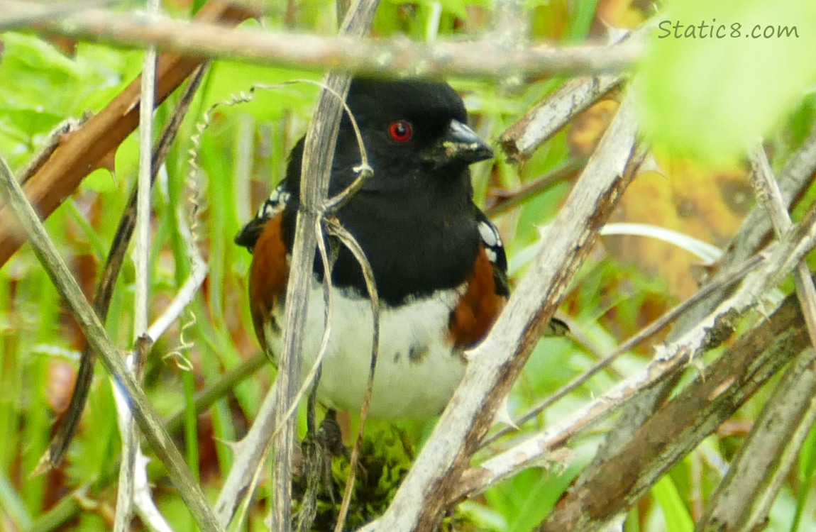 Spotted Towhee behind twigs