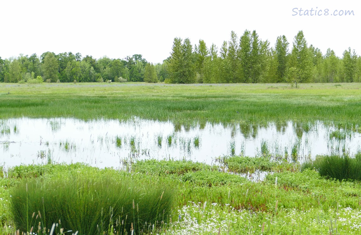 pond in the grass