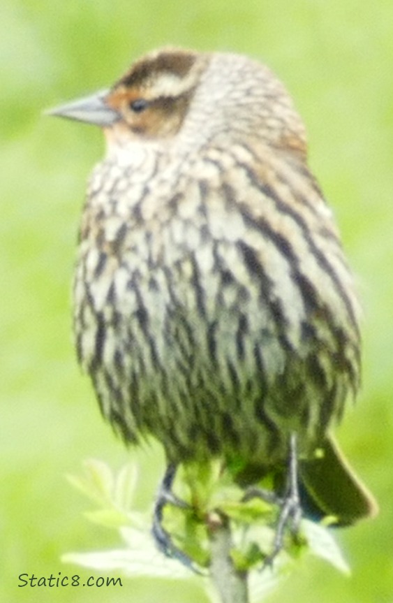 Young bird standing on a twig