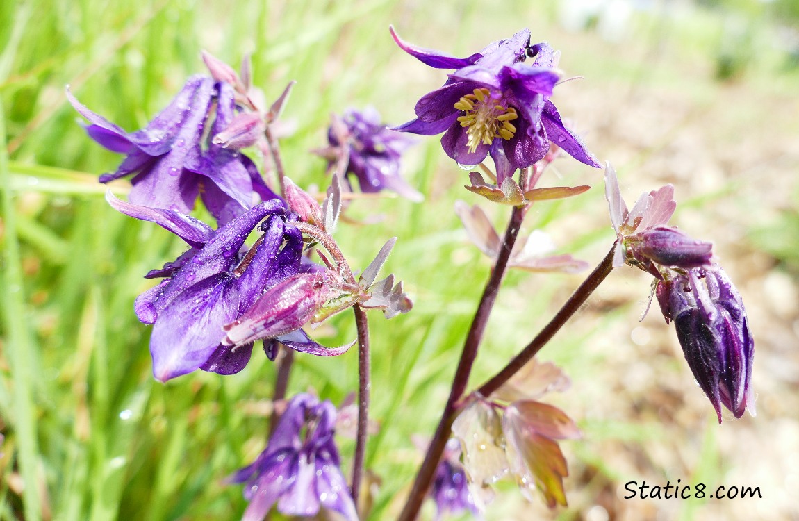 Columbine blooms