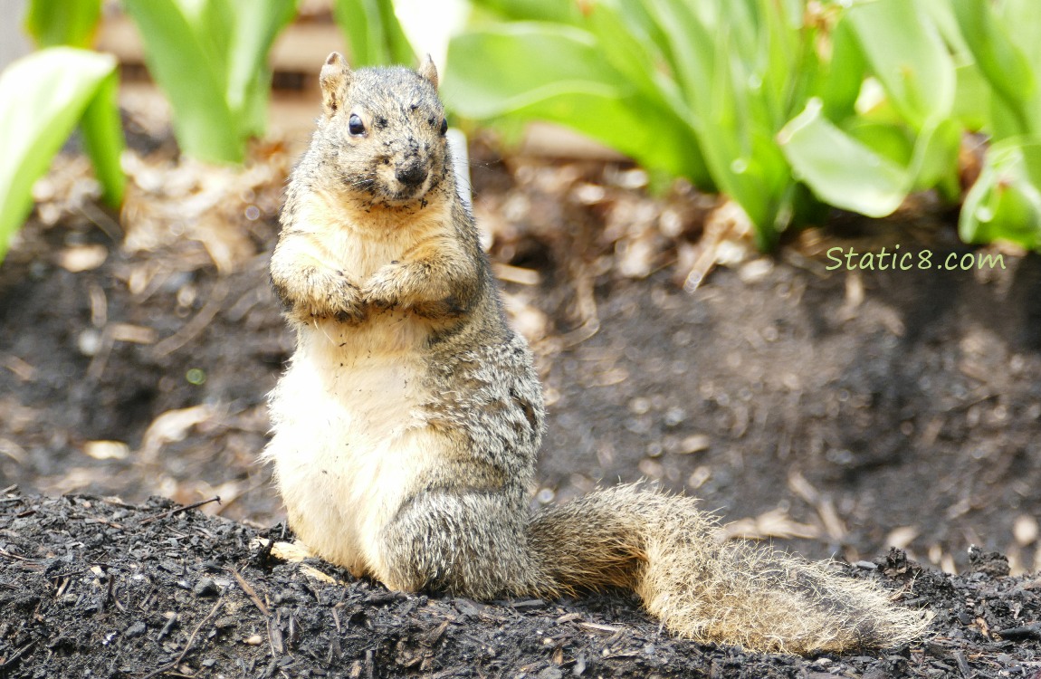 Eastern Fox Squirrel standing on tilled garden dirt with dirt on his face