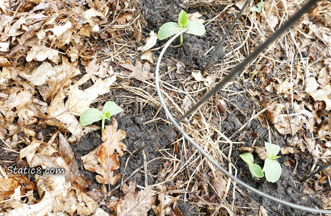 Four small Lemon Cucumber plants surrounded by leaf mulch