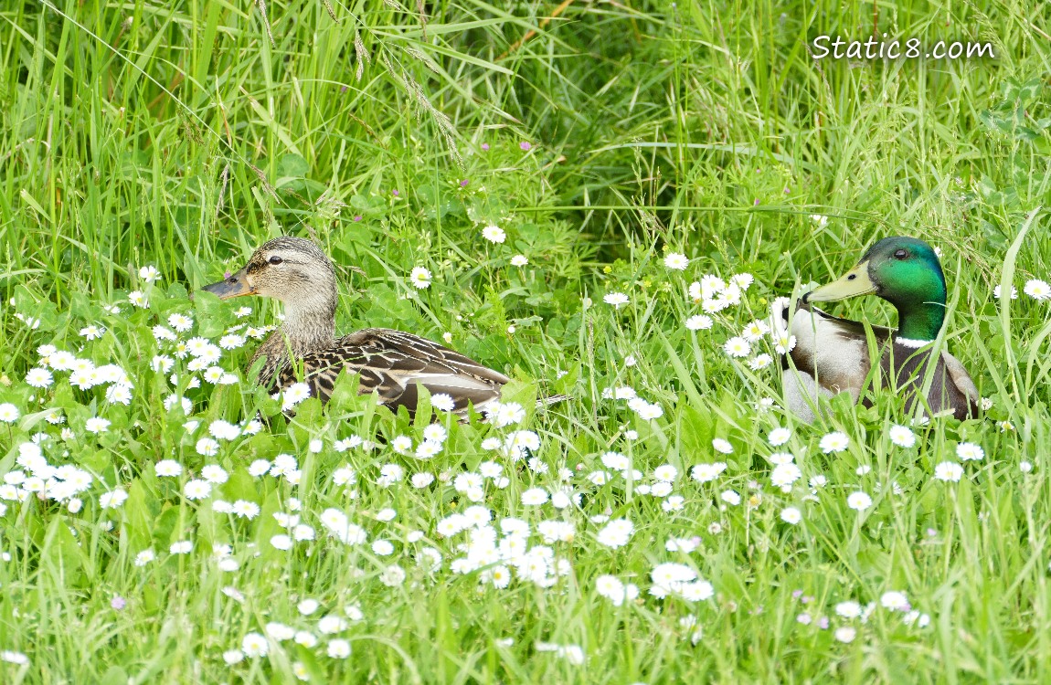 Female and male Mallard, sitting in the grass with Lawn Daisies