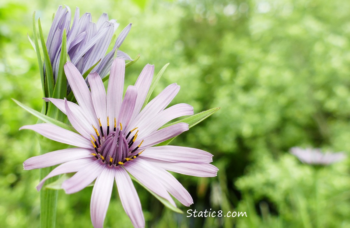 Salsify blooms