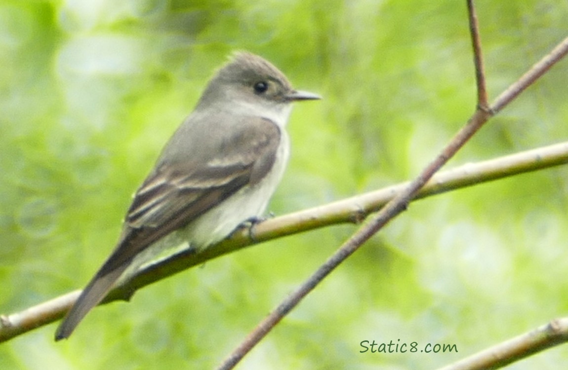 Western Wood Pewee standing on a twig