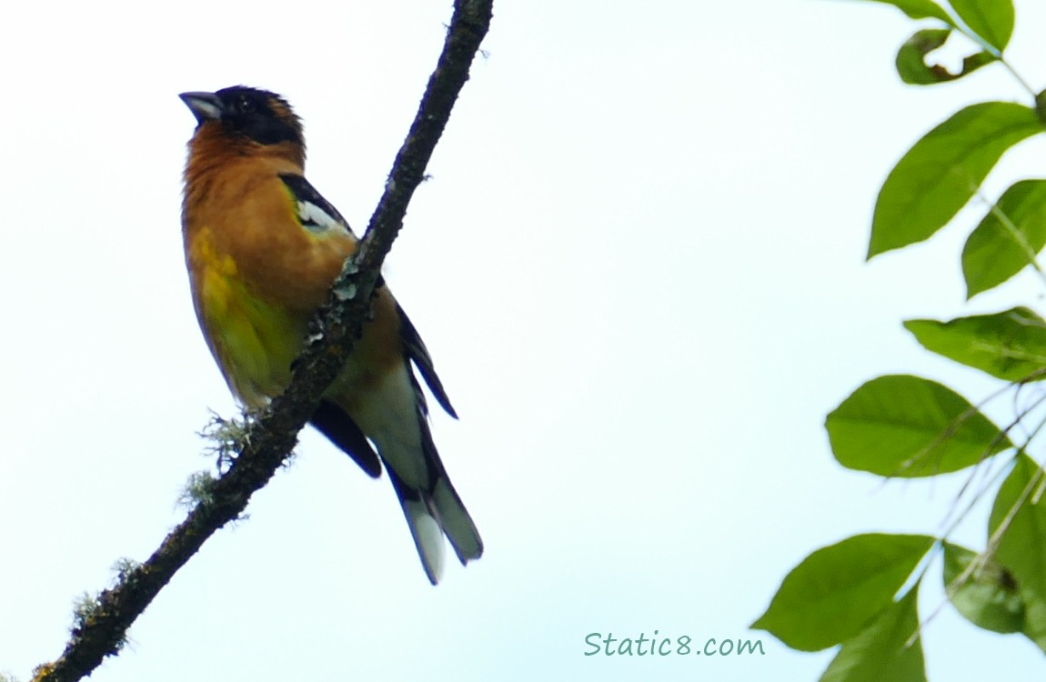 Black Headed Grosbeak on a twig