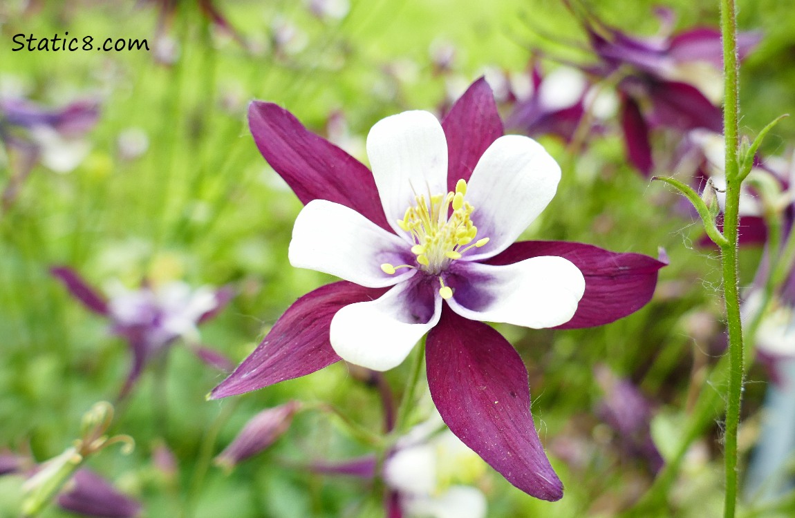 White and purple Columbine bloom