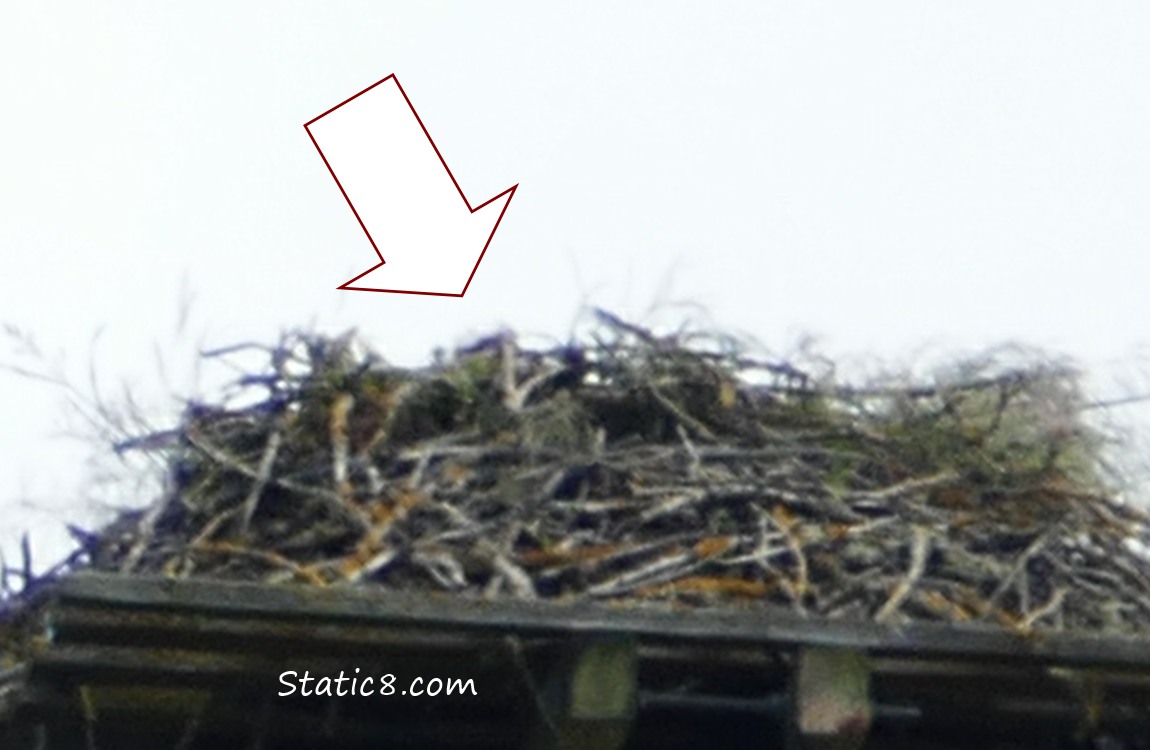 An arrow points at the top of an Osprey head in a nest
