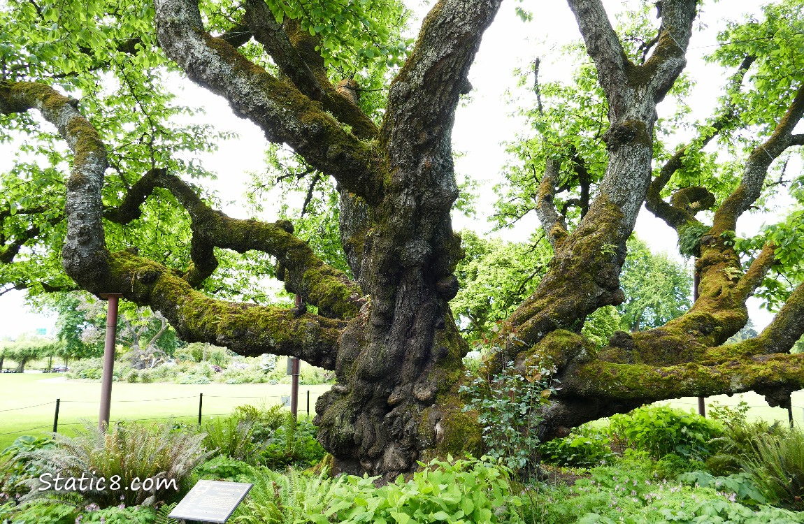 Huge, twisted trunk of the cherry tree in Owens Rose Garden
