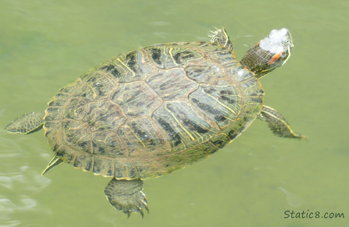 Red Eared Slider floating in the water