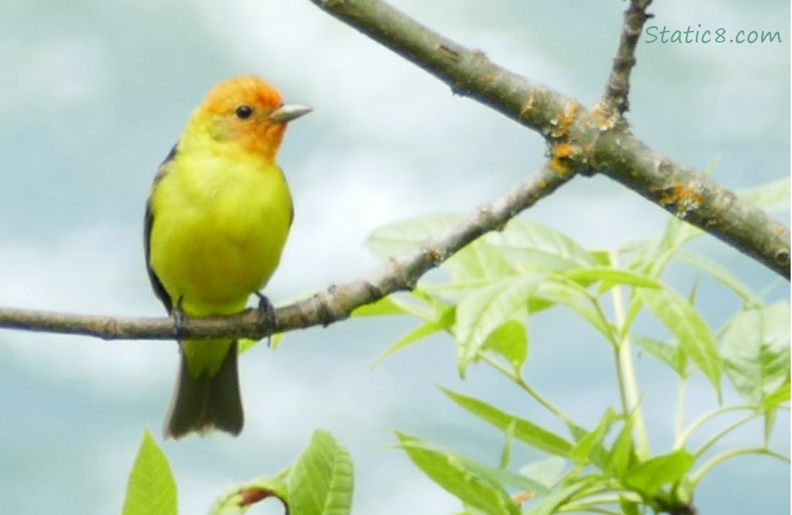 Western Tanager on a twig