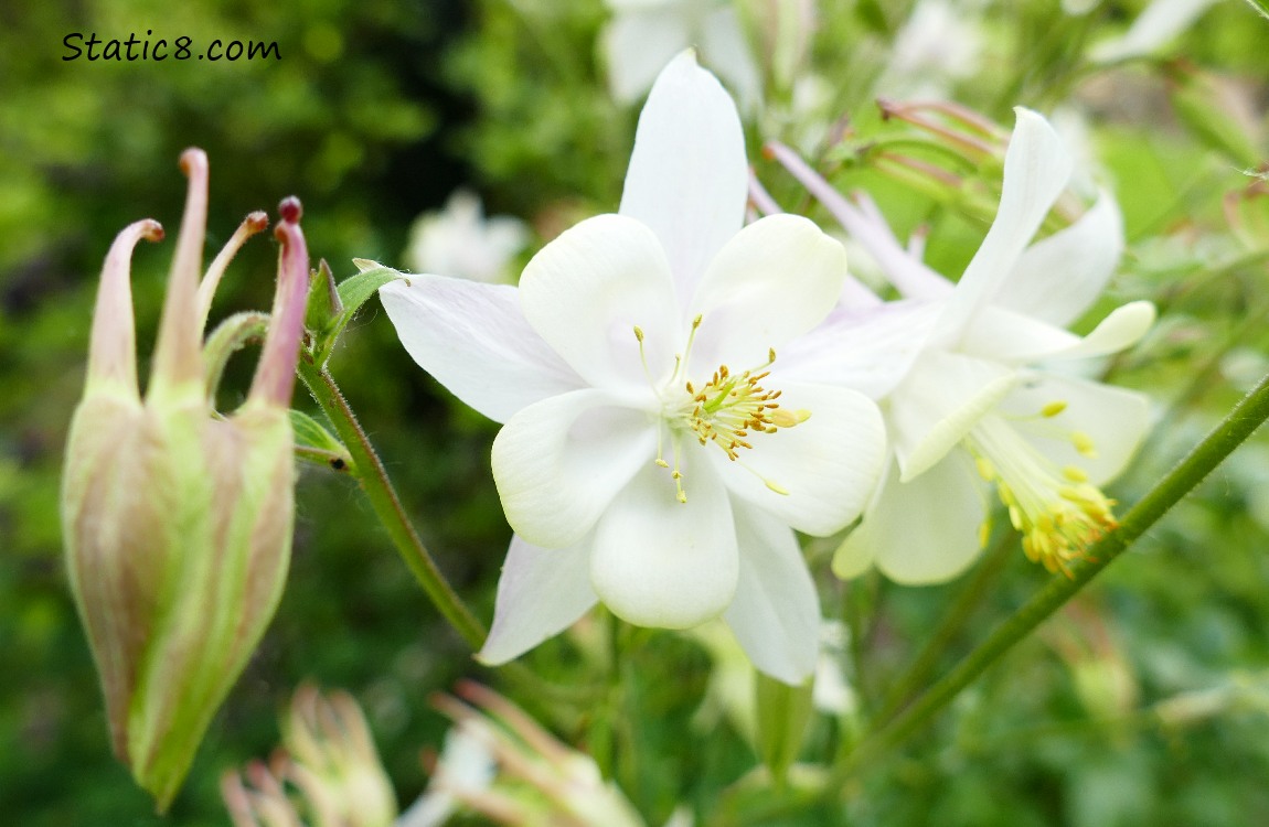 White Columbine blooms