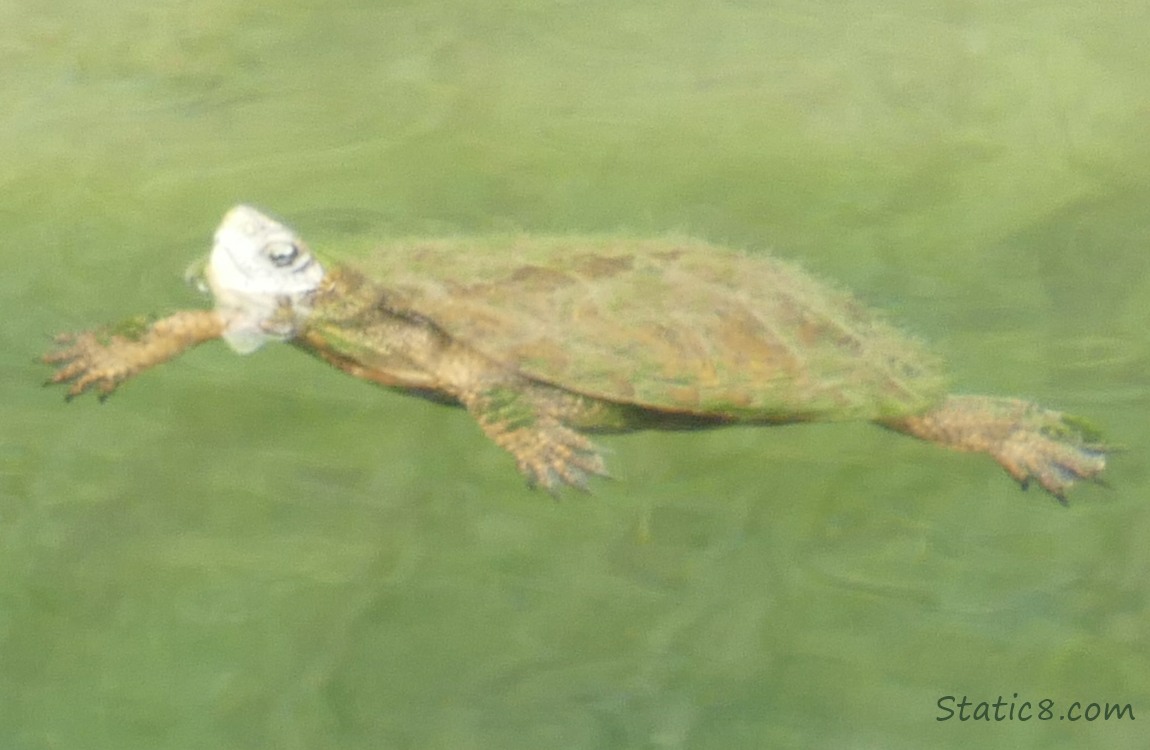 Turtle floating in the water