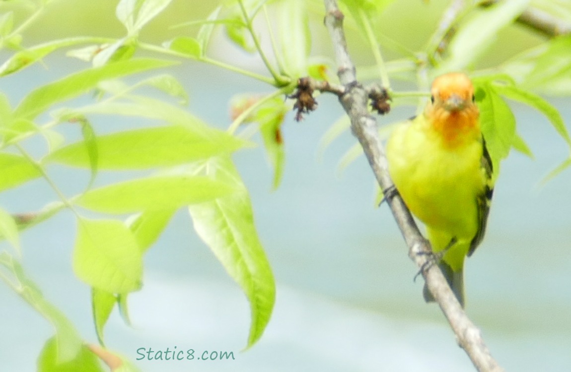 Western Tanager