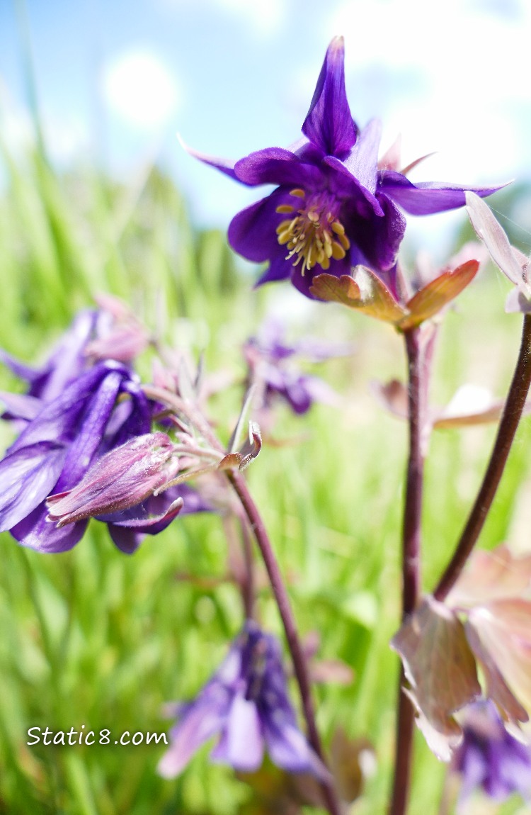 Blooming purple Columbines with a blue sky