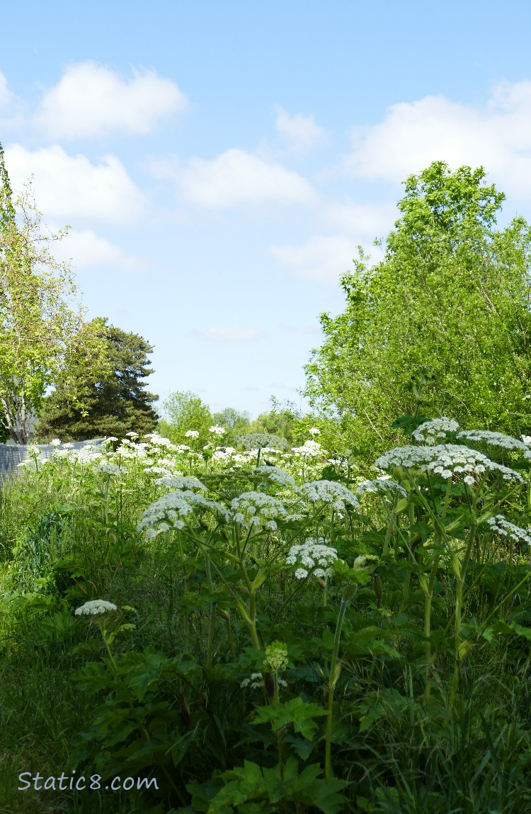 Cow Parsnip