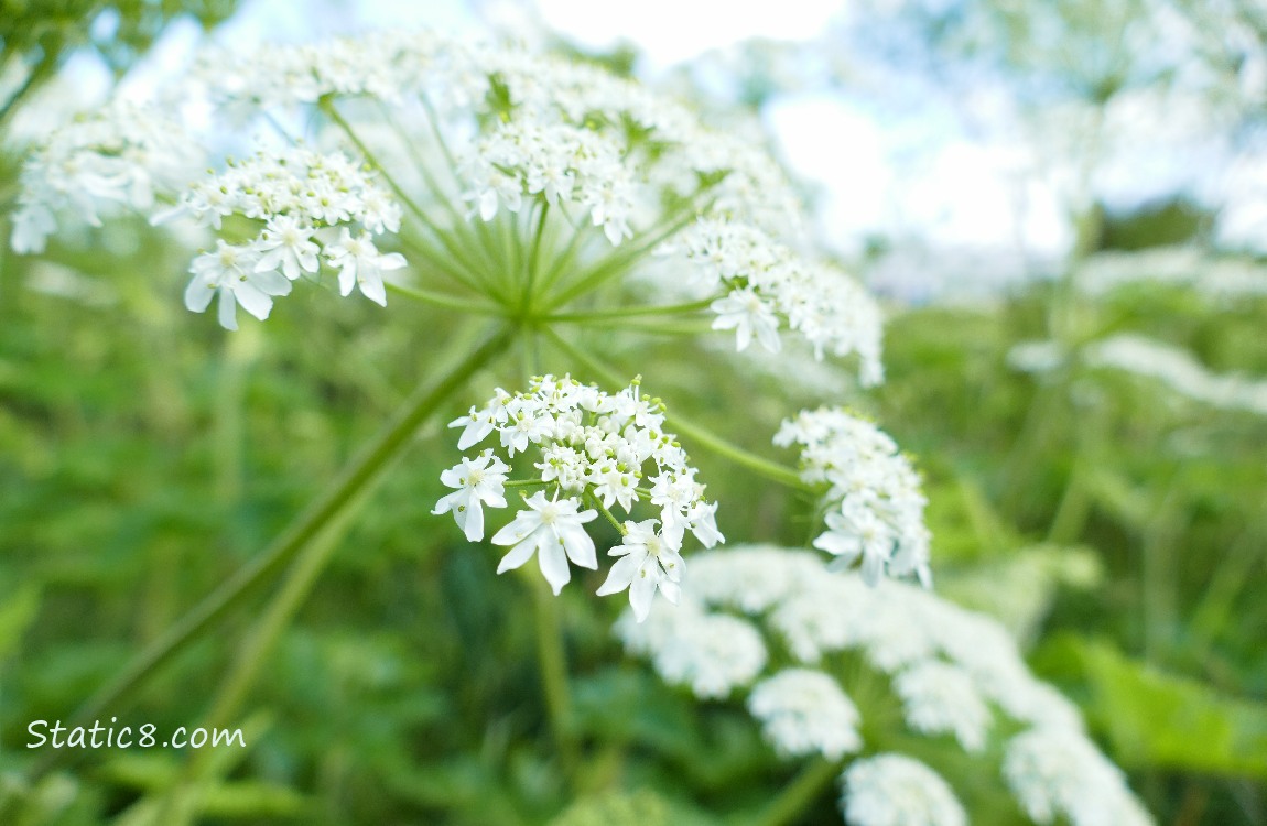 Cow Parsnip blooms