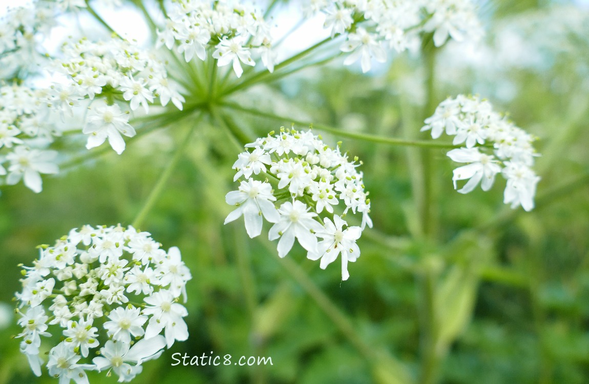 Cow Parsnip blooms