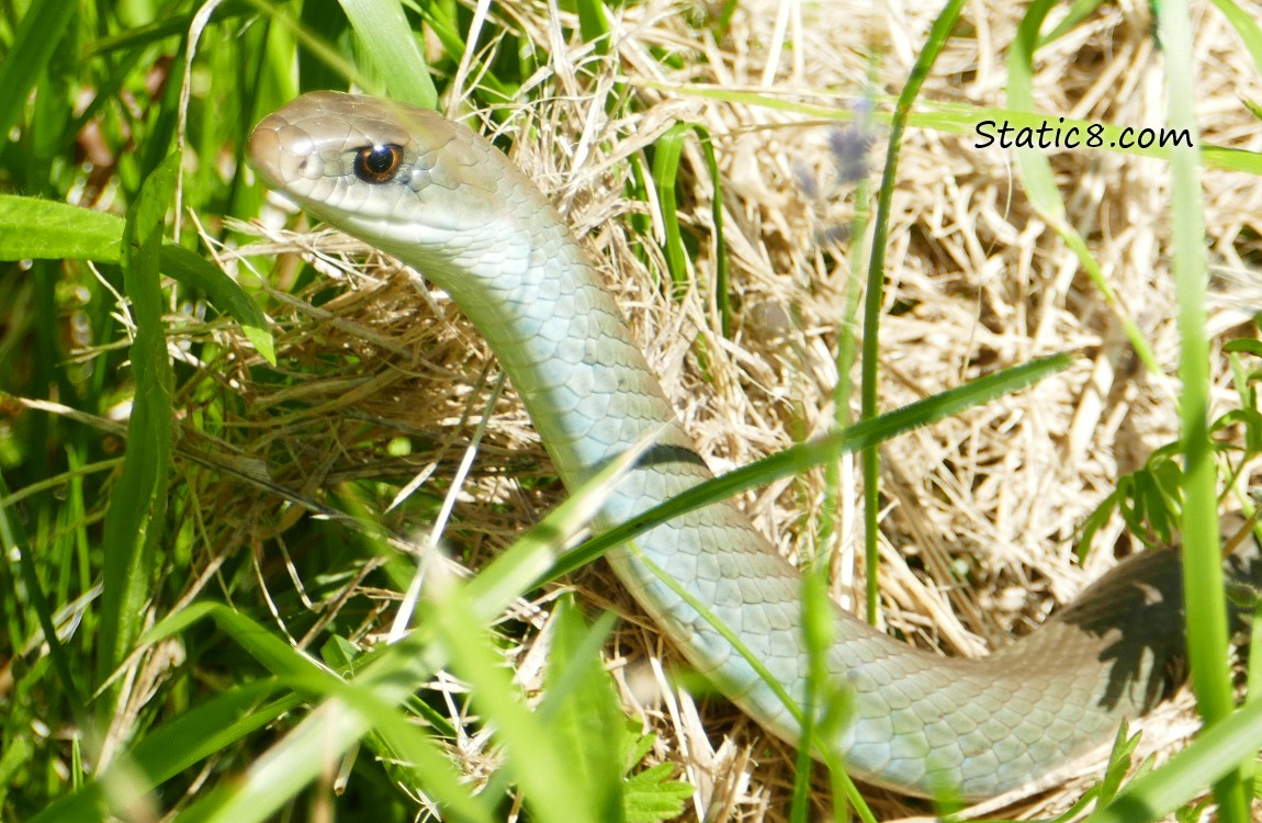 Eastern Racer Snake