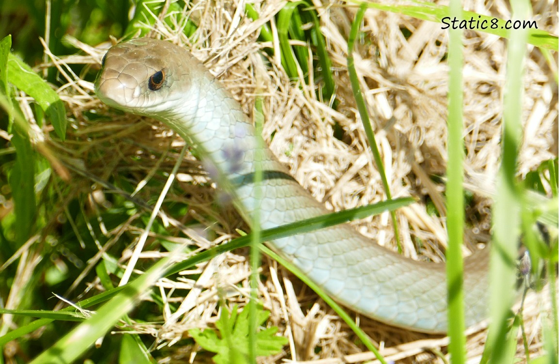 Eastern Racer Snkae