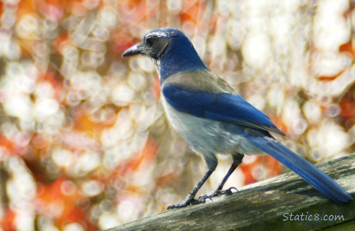 Scrub Jay standing on a wall