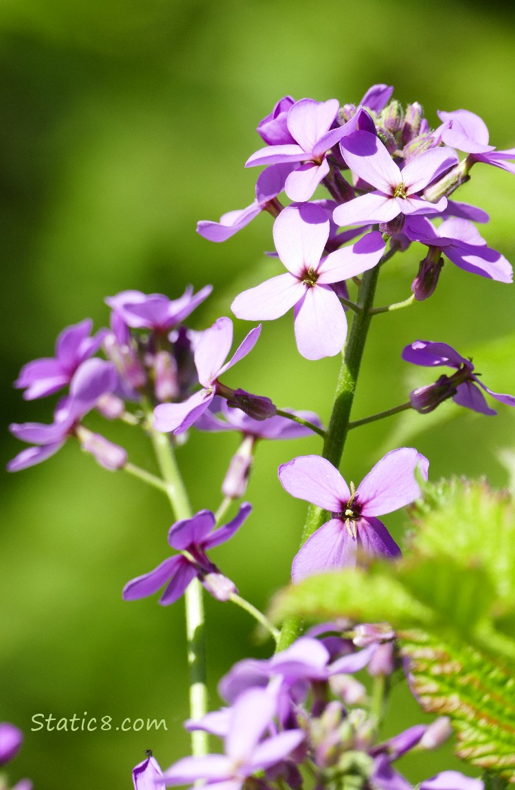 Purple Wallflowers