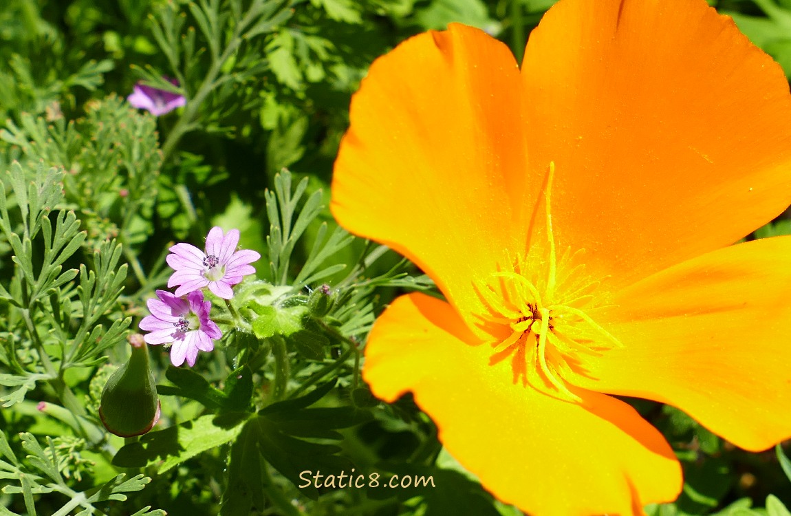 Herb Robert and California Poppy