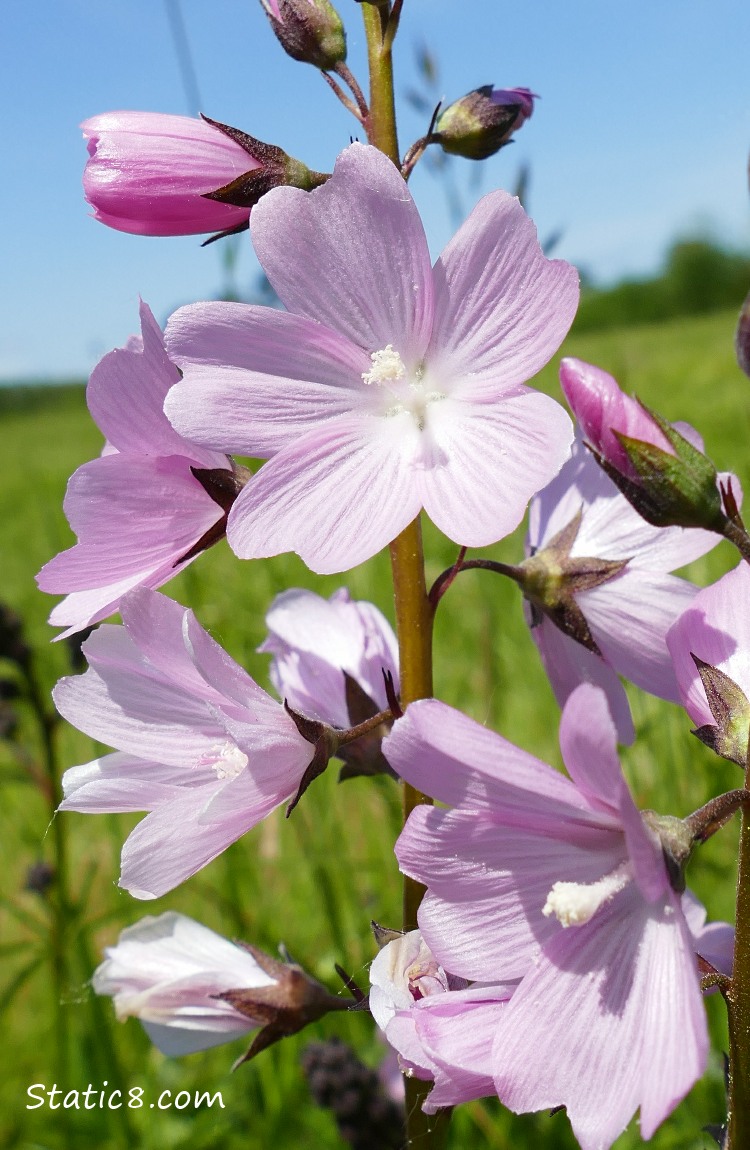 Chekcer Mallow with blue sky