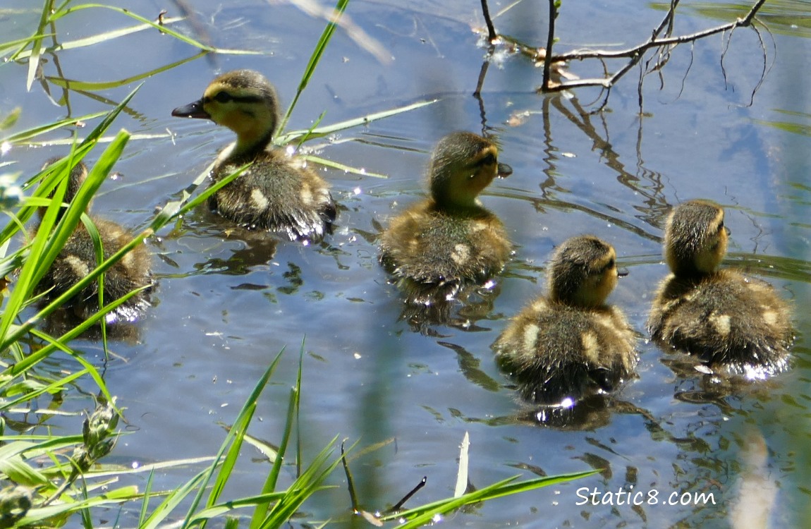 Five Mallard ducklings in the water
