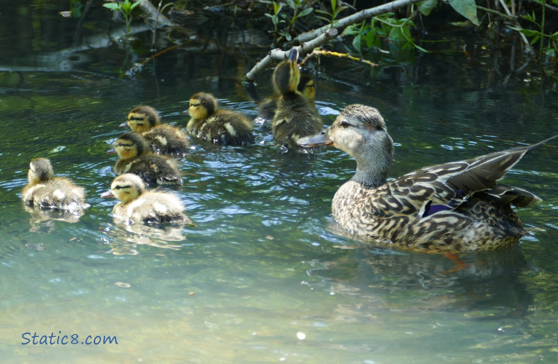 Seven Mallard ducklings with mama in the water