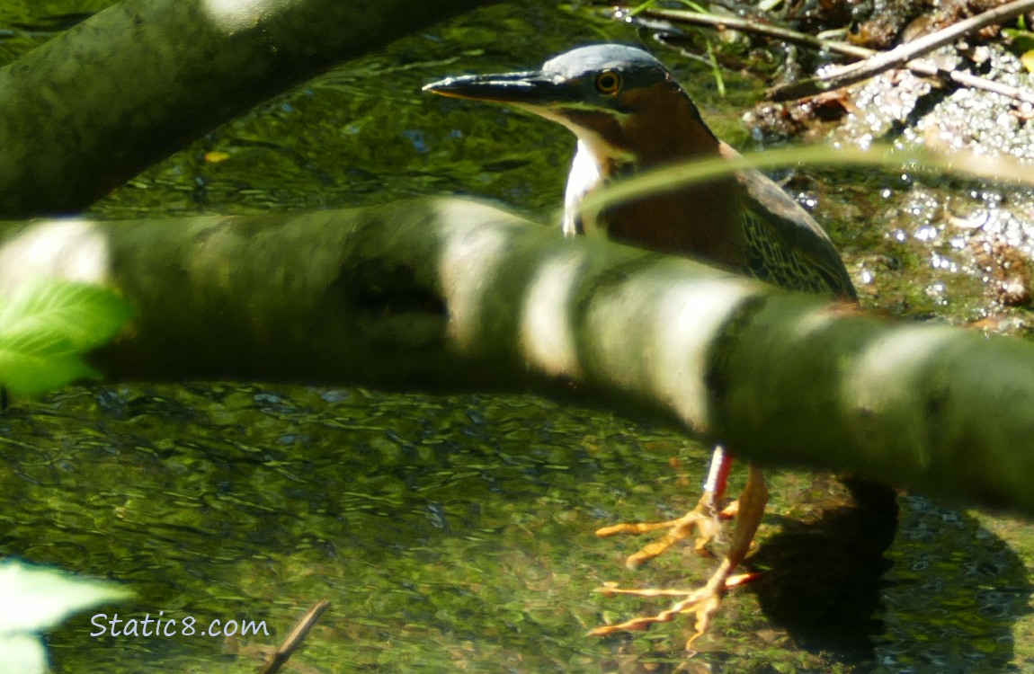 Green Heron standing in shallow water behind a branch