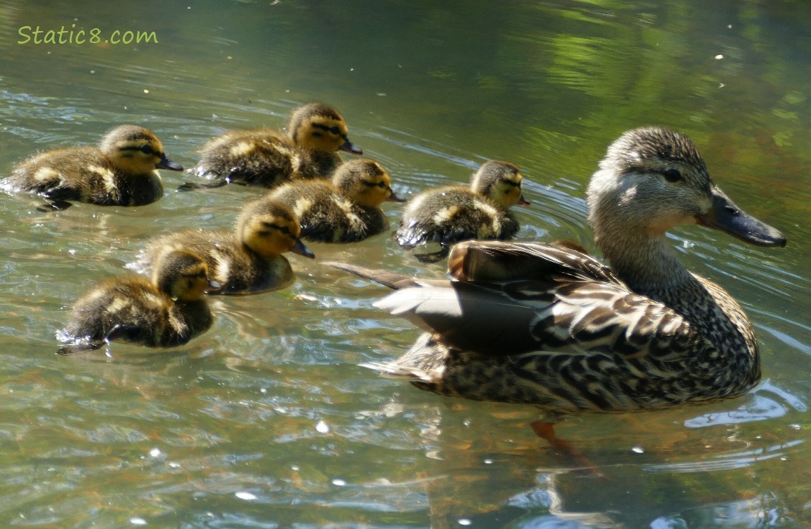 Six Mallard ducklings with mama in the water